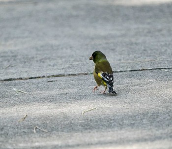 Grey-capped Greenfinch Tobishima Island Sun, 4/28/2024