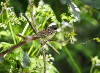 Masked Bunting Tobishima Island Sun, 4/28/2024