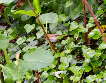 Sakhalin Leaf Warbler Tobishima Island Sun, 4/28/2024