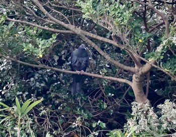 Black Wood Pigeon Tobishima Island Sun, 4/28/2024