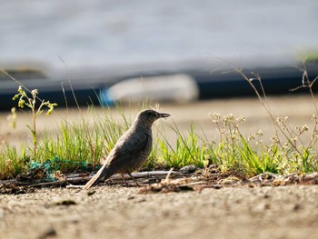 Blue Rock Thrush Tobishima Island Sun, 4/28/2024