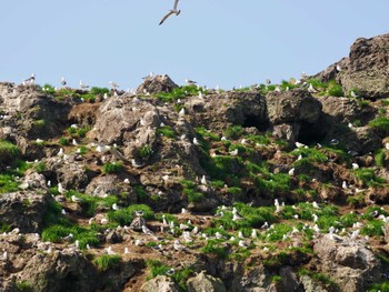 Black-tailed Gull Tobishima Island Sun, 4/28/2024