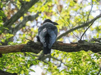 Carrion Crow Akigase Park Sun, 4/14/2024