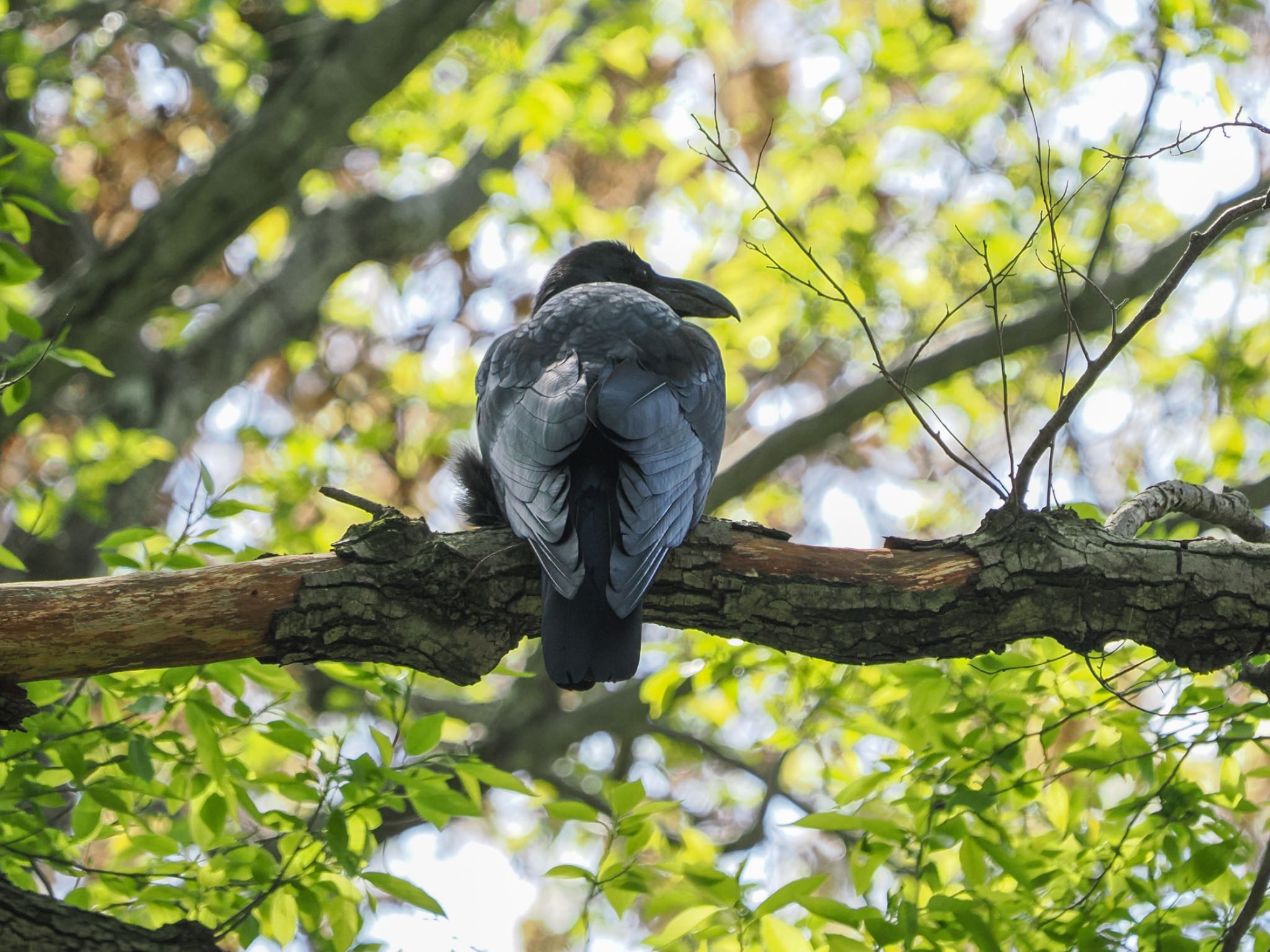 Carrion Crow