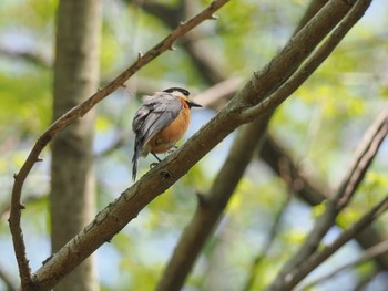 Varied Tit Akigase Park Sun, 4/14/2024