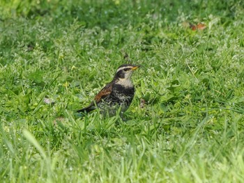 Dusky Thrush Akigase Park Sun, 4/14/2024