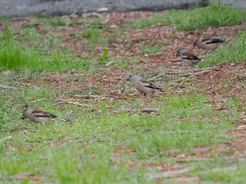 Hawfinch Akigase Park Sun, 4/14/2024