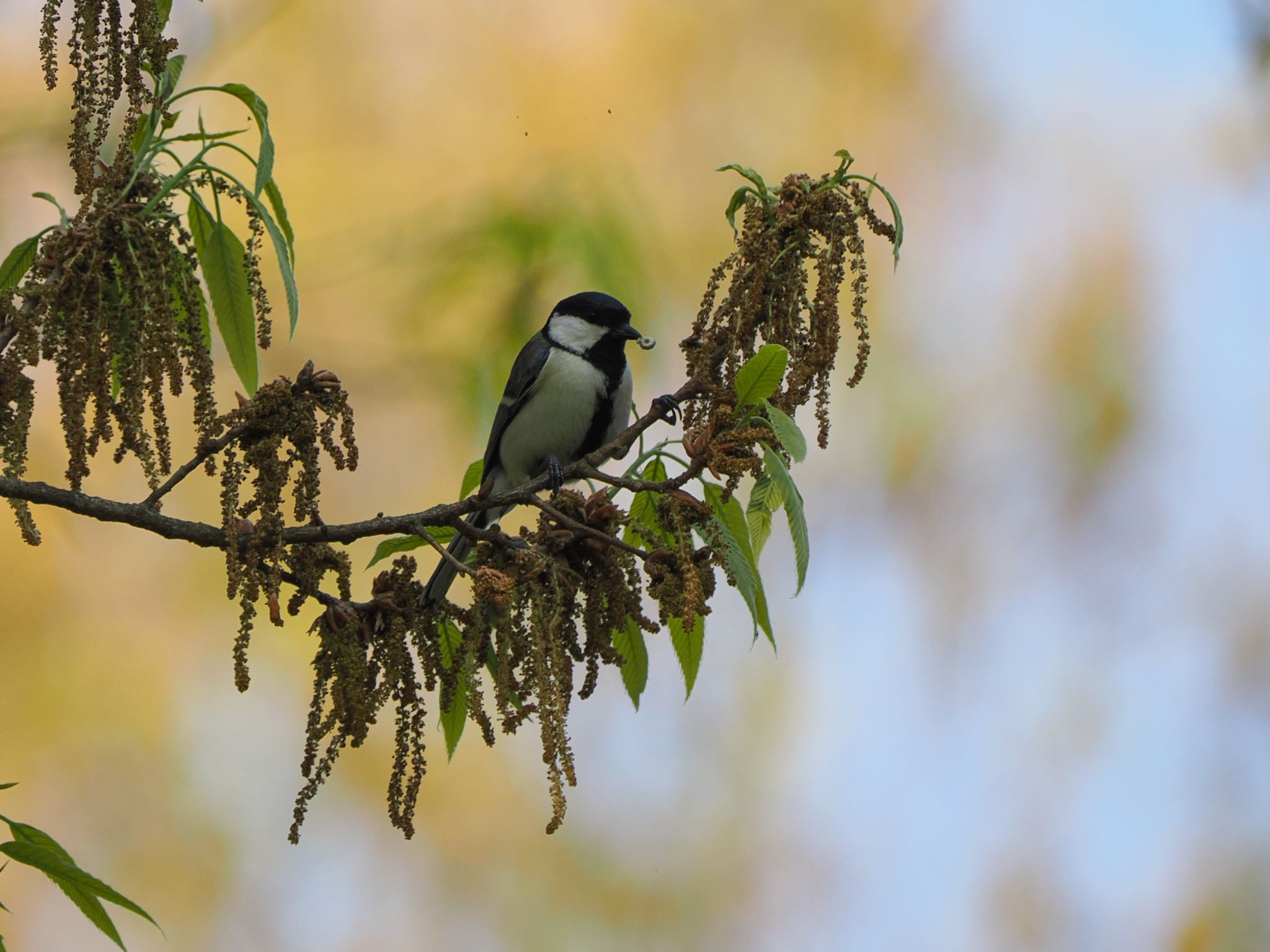 Japanese Tit