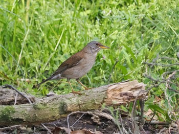 Pale Thrush Akigase Park Sun, 4/14/2024