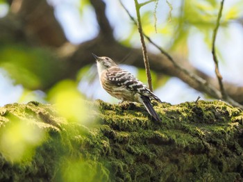 Japanese Pygmy Woodpecker Akigase Park Sun, 4/14/2024