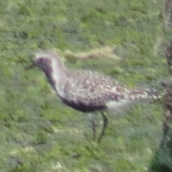 Pacific Golden Plover Yatsu-higata Mon, 4/29/2024