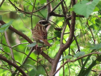 Tristram's Bunting Mishima Island Sun, 4/28/2024