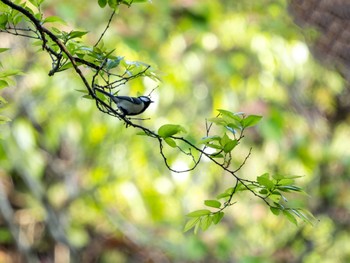 シジュウカラ 高崎自然の森 2024年4月28日(日)