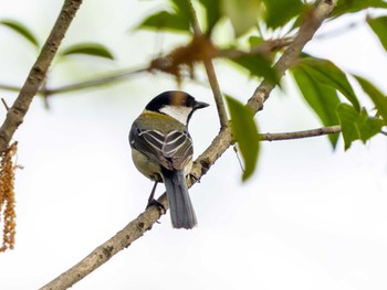 Japanese Tit つくば市 Sat, 4/27/2024