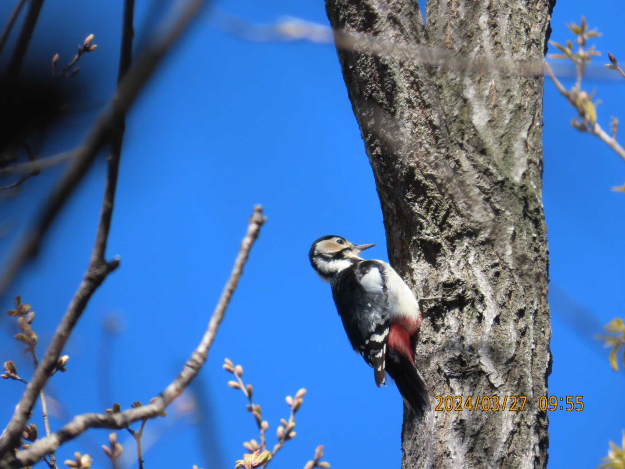 Photo of Great Spotted Woodpecker at Kasai Rinkai Park by きくいただき