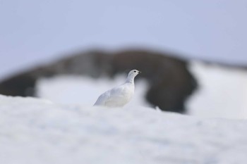 ライチョウ 室堂平 2024年4月27日(土)