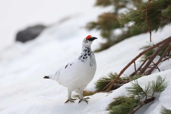 Rock Ptarmigan Murododaira Sat, 4/27/2024