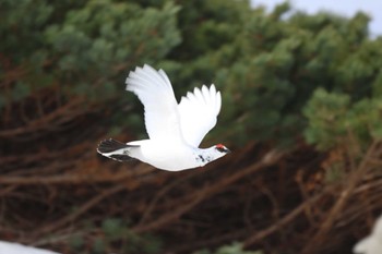 ライチョウ 室堂平 2024年4月27日(土)