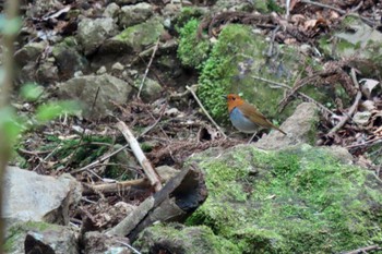 Japanese Robin Hayatogawa Forest Road Sun, 4/21/2024