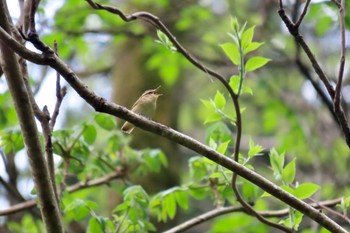 Asian Stubtail Hayatogawa Forest Road Sun, 4/21/2024