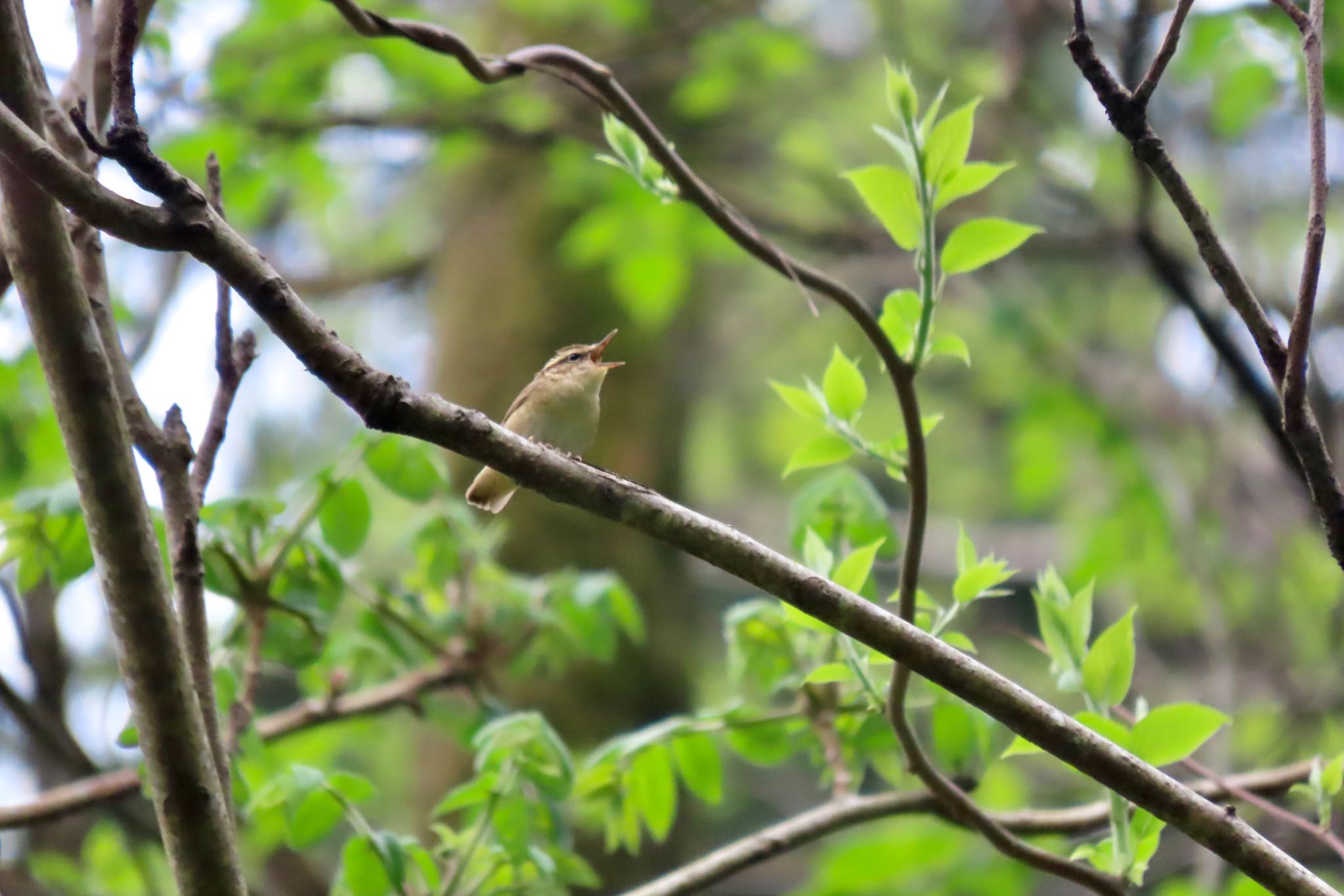 Photo of Asian Stubtail at Hayatogawa Forest Road by 中学生探鳥家