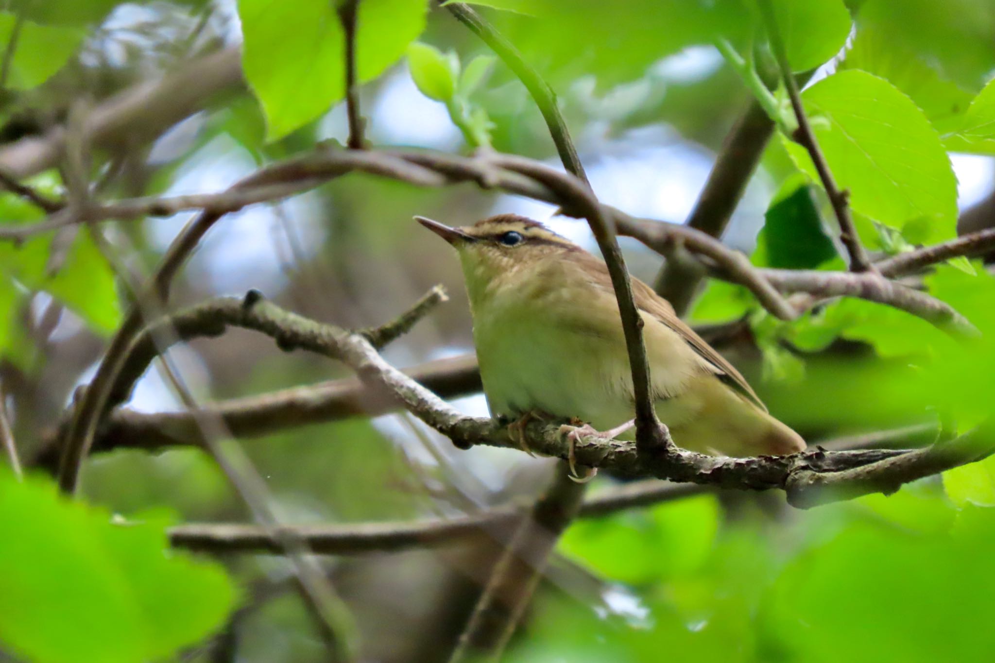 Photo of Asian Stubtail at Hayatogawa Forest Road by 中学生探鳥家