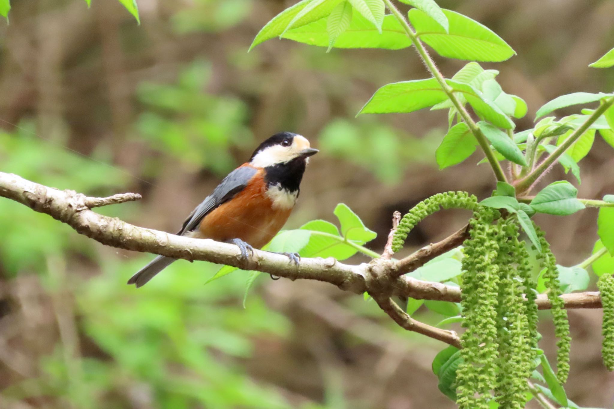 Photo of Varied Tit at Hayatogawa Forest Road by 中学生探鳥家