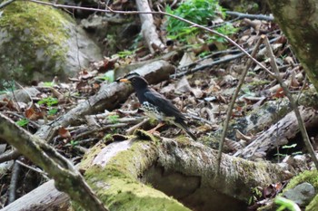 Japanese Thrush Hayatogawa Forest Road Sun, 4/21/2024