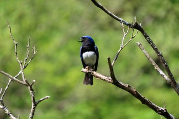 Blue-and-white Flycatcher Hayatogawa Forest Road Sun, 4/21/2024