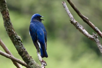 Blue-and-white Flycatcher Hayatogawa Forest Road Sun, 4/21/2024