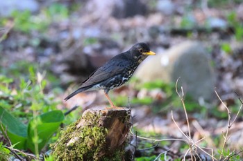 クロツグミ 長野県茅野市 2024年4月28日(日)