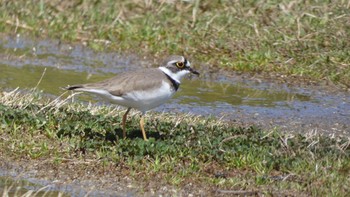 Little Ringed Plover 平城宮跡 Fri, 3/29/2024