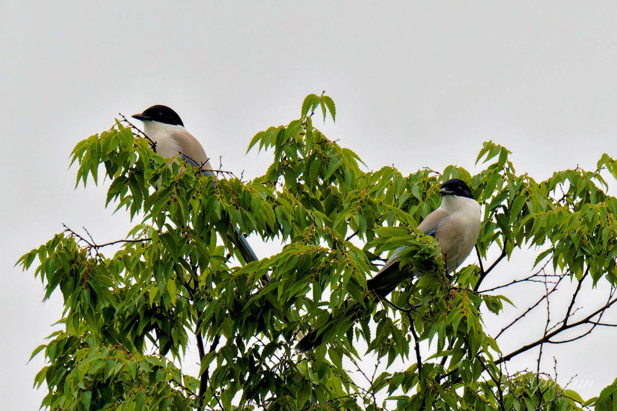 Azure-winged Magpie