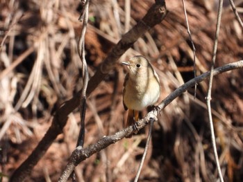 Daurian Redstart 日向林道 神奈川県伊勢原市 Sat, 3/9/2024