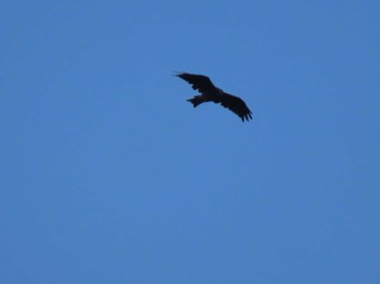 Black Kite 鹿沼公園 Sat, 4/20/2024