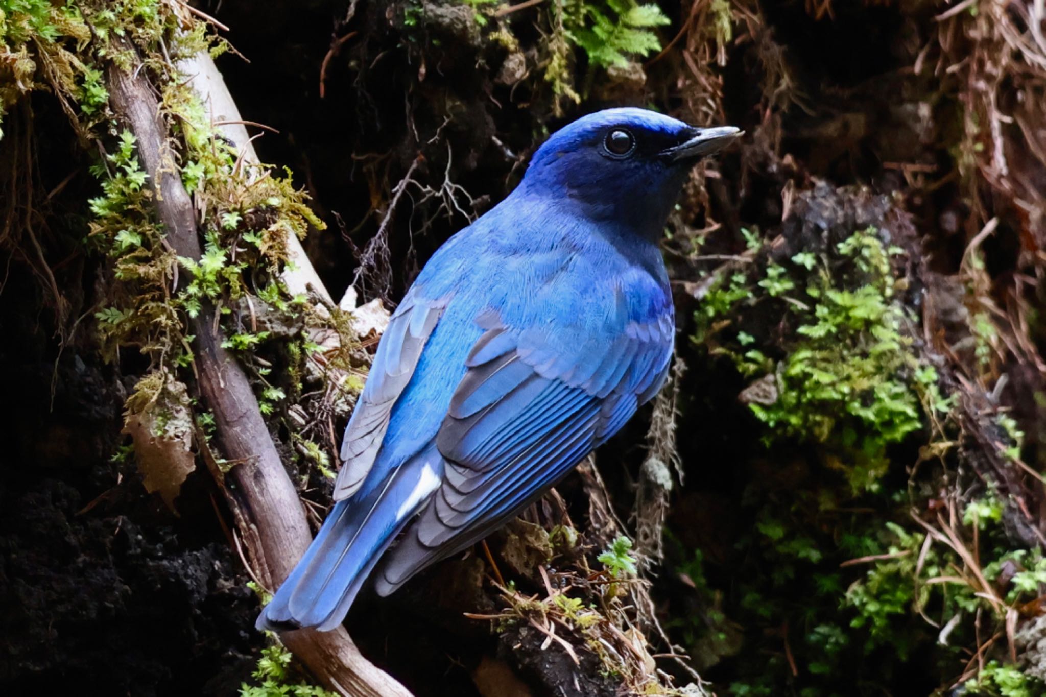 Photo of Blue-and-white Flycatcher at Karuizawa wild bird forest by カバ山PE太郎