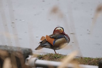 2024年4月25日(木) 石狩 茨戸川の野鳥観察記録