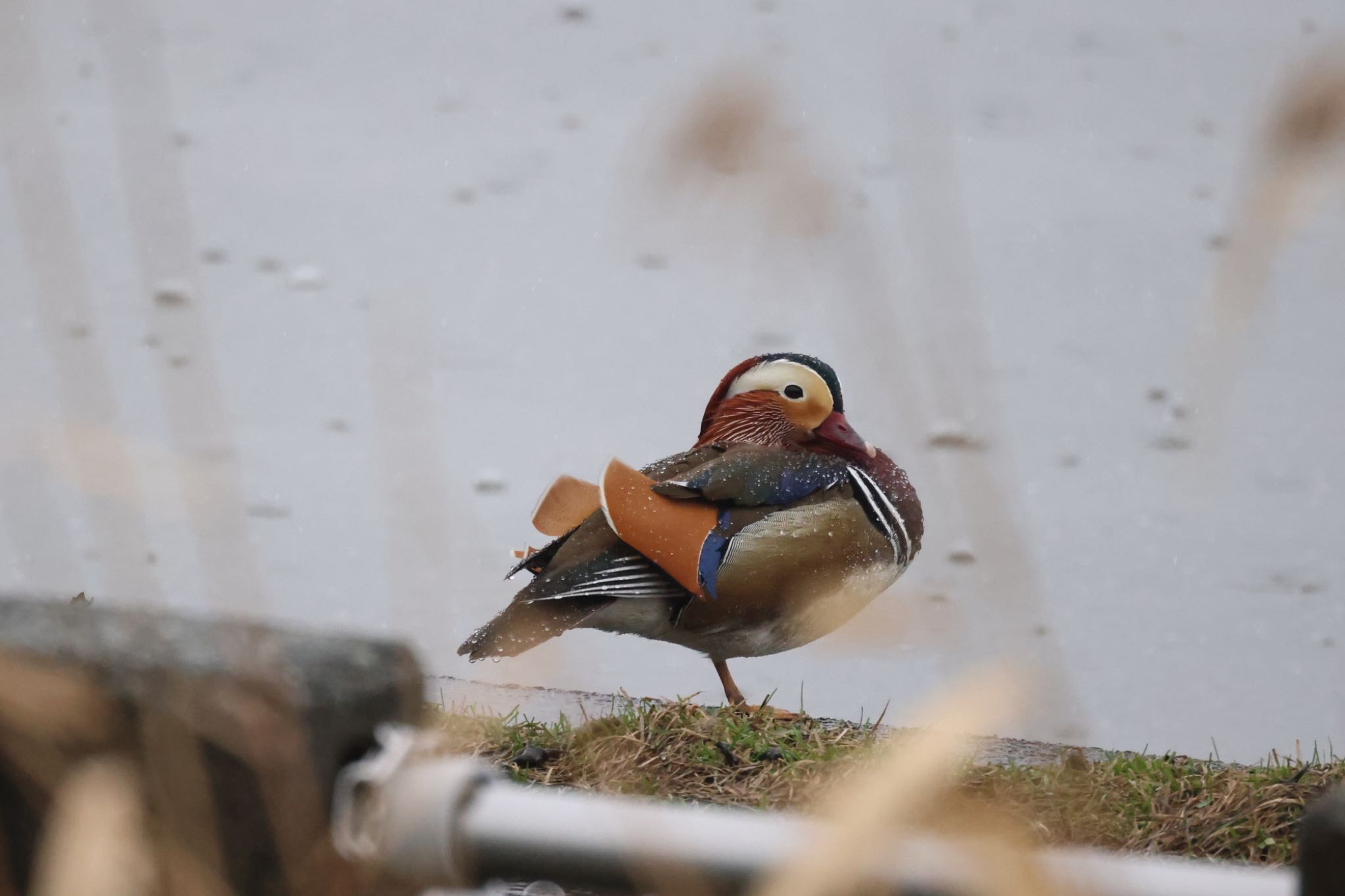 Photo of Mandarin Duck at 石狩 茨戸川 by will 73