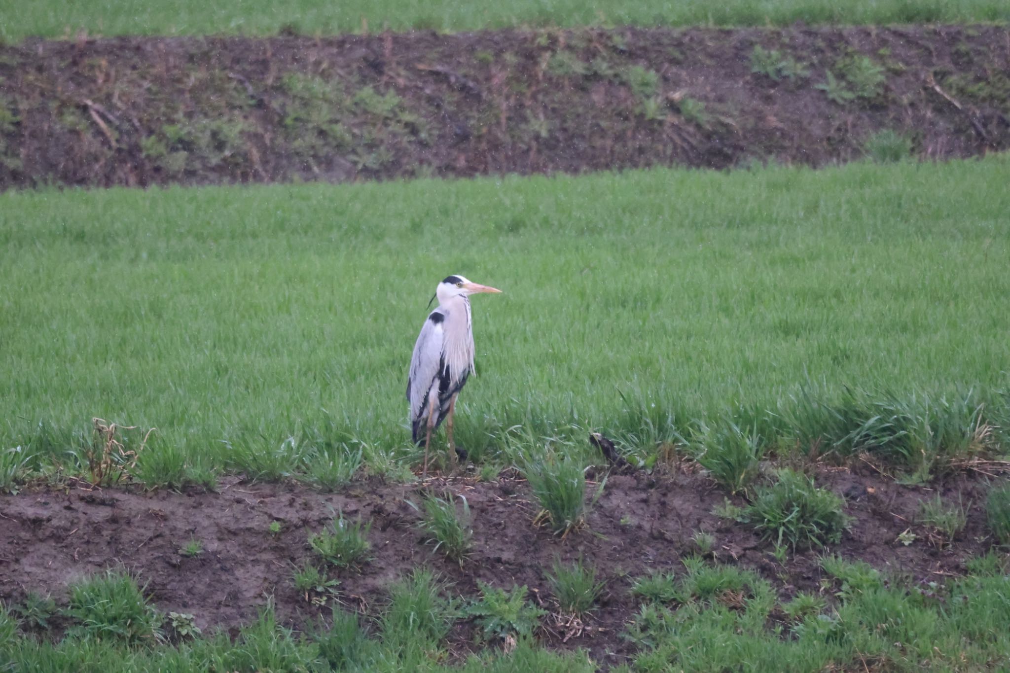 Grey Heron