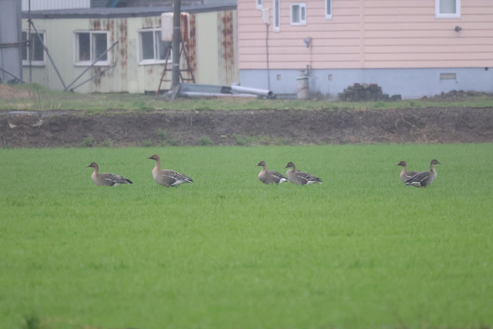 Tundra Bean Goose