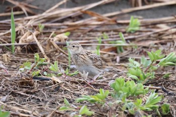 Eurasian Skylark 石狩東埠頭 Thu, 4/25/2024