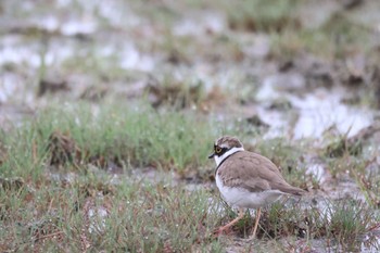 Thu, 4/25/2024 Birding report at 石狩東埠頭