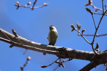 Marsh Tit 平岡公園(札幌市) Wed, 5/1/2024