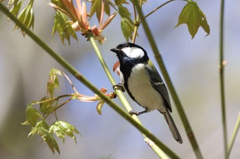 Japanese Tit 平岡公園(札幌市) Wed, 5/1/2024