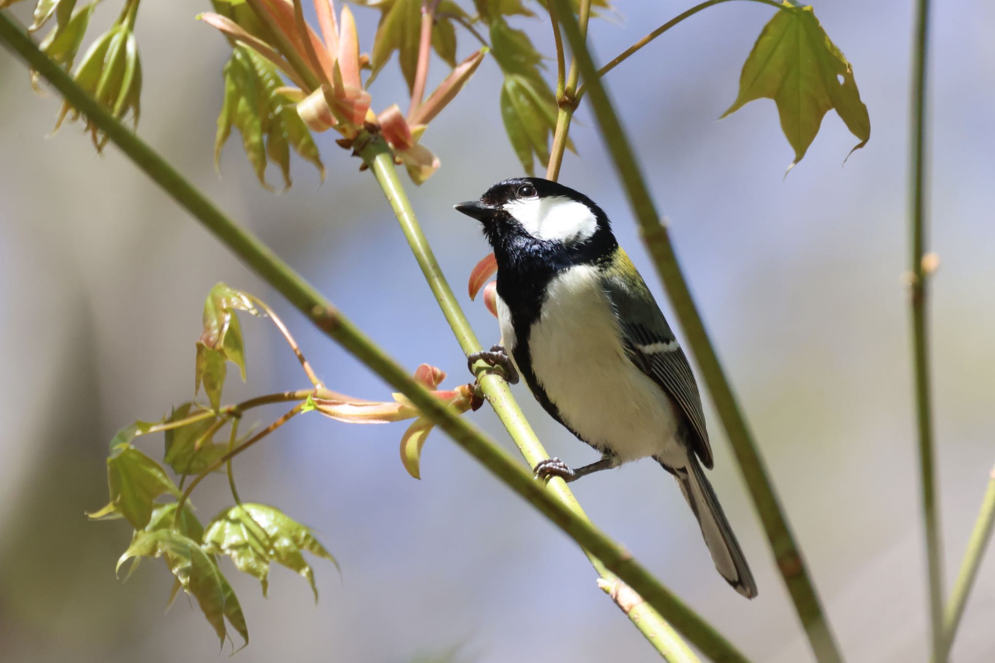 Photo of Japanese Tit at 平岡公園(札幌市) by will 73