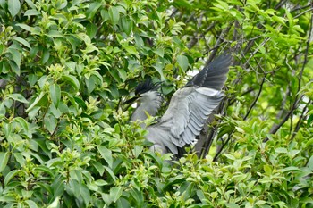 Striated Heron Unknown Spots Mon, 4/29/2024