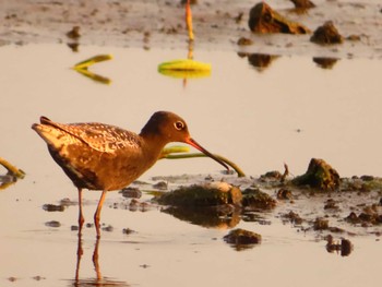 Spotted Redshank Inashiki Sun, 4/28/2024