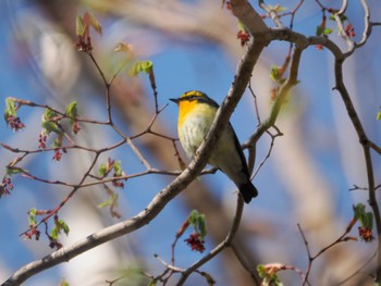 Mon, 4/29/2024 Birding report at Nishioka Park
