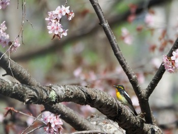 Narcissus Flycatcher Nishioka Park Mon, 4/29/2024