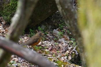 Brown-headed Thrush 大蔵高丸 Mon, 4/29/2024